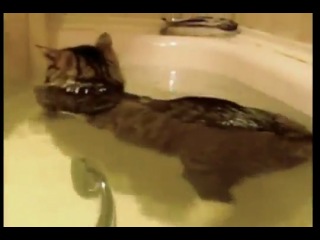Водоплавающий котя